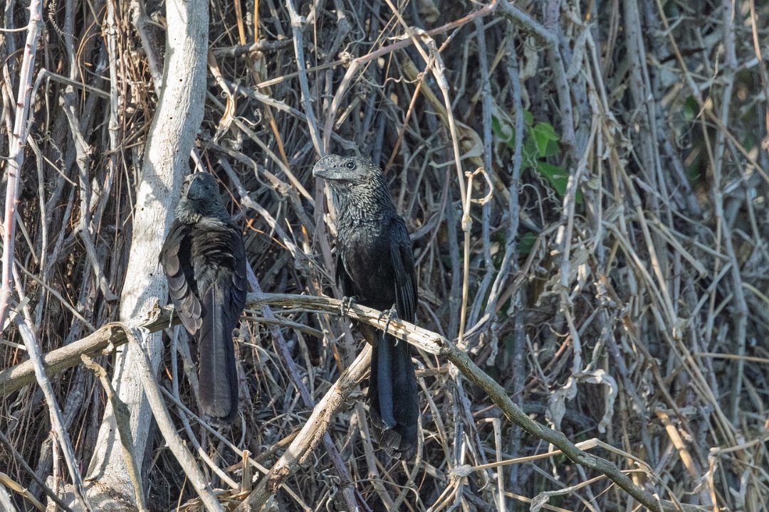 1856 Paraquay rivier Kleine Ani.jpg