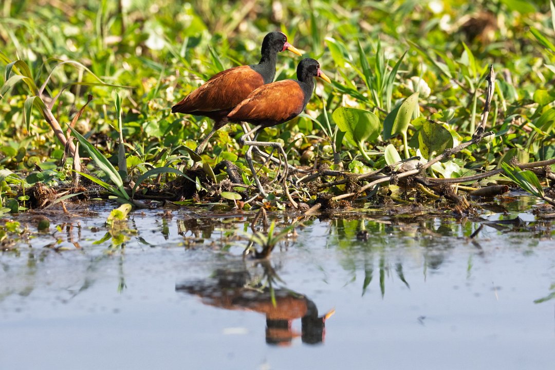 1887 Paraquay rivier Leljacana.jpg