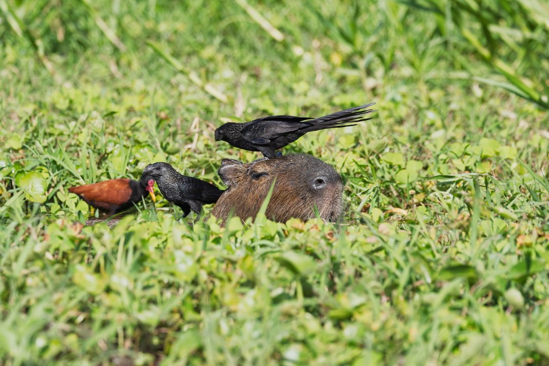 1909 Paraquay rivier Kleine Ani op Calibara.jpg