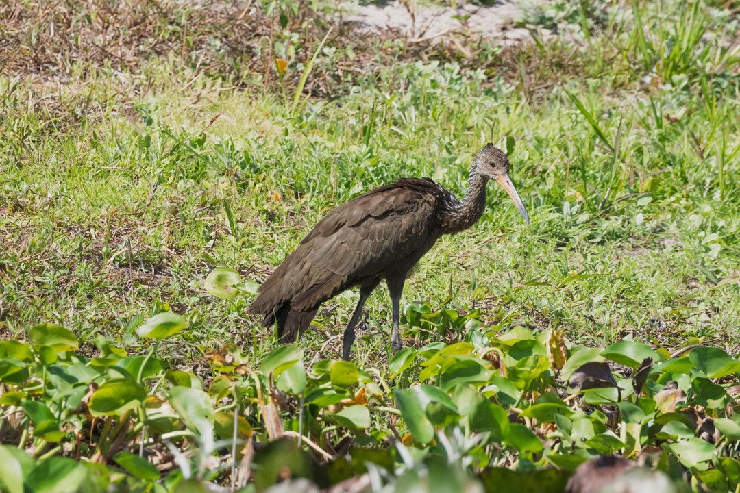 1956 Paraquay rivier Koerlan.jpg