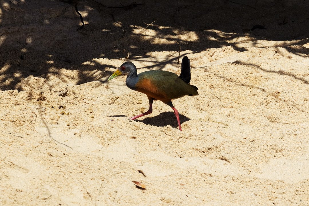 1970 Paraquay rivier Cayenne Bosral.jpg