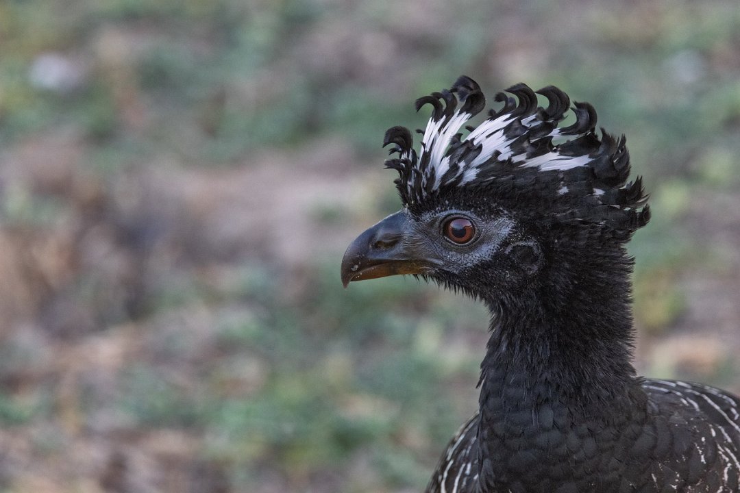 2123 Paraquay rivier Maskerhokko m.jpg