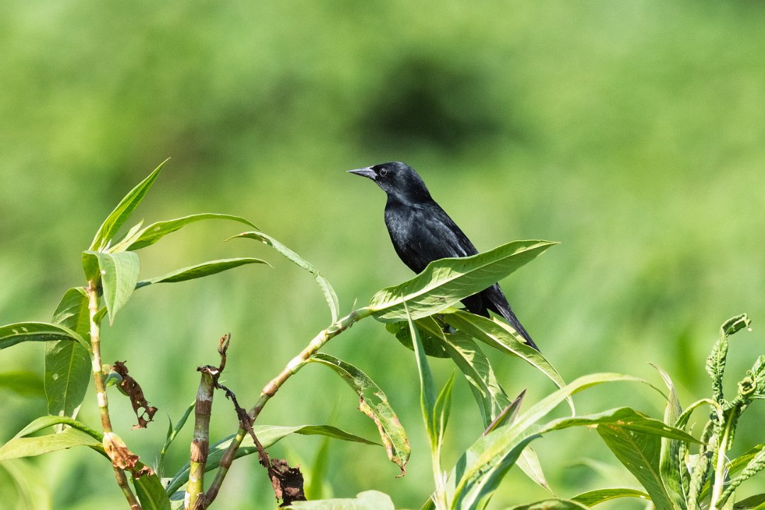 2220 Paraquay rivier Glanskoevogel.jpg