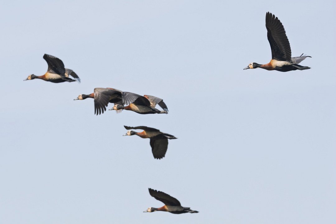 2241 Paraquay rivier Witwangfluiteend.jpg