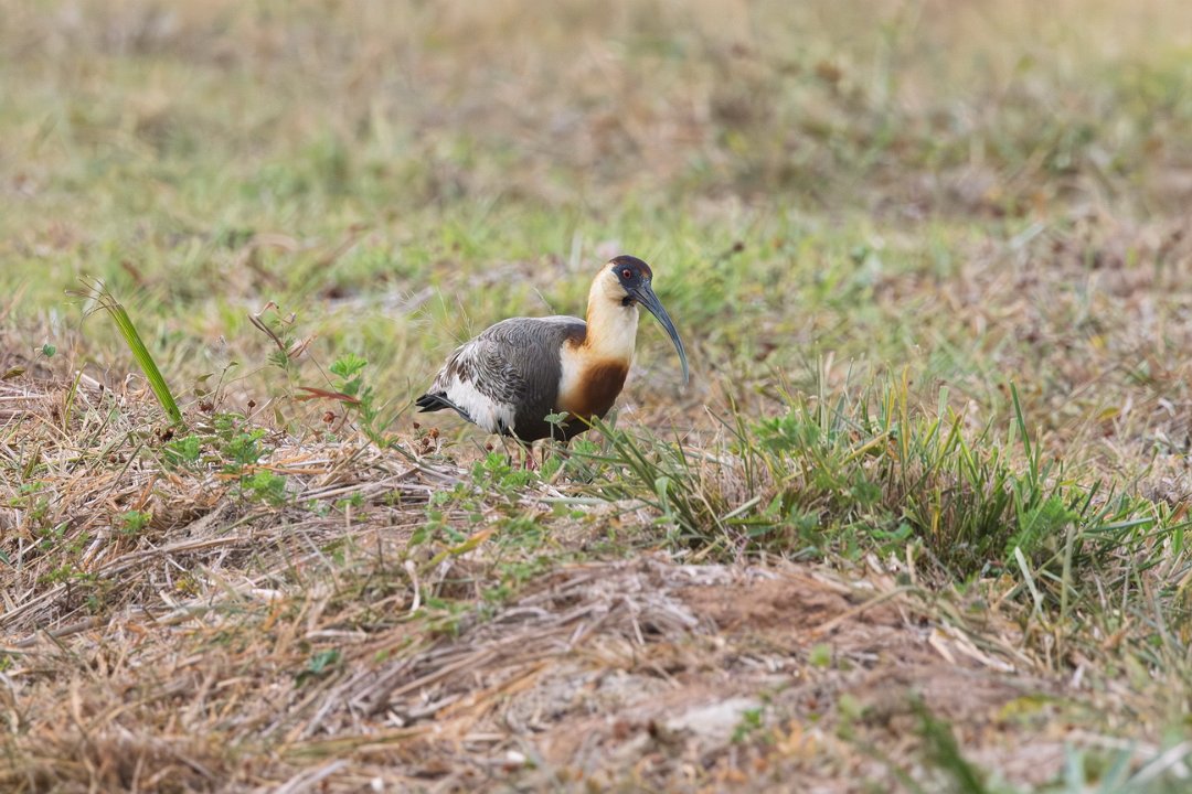 2334 Paraquay rivier Geelhalsibis.jpg