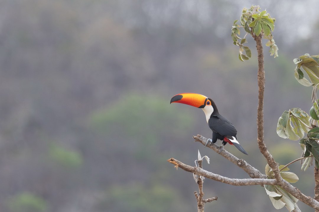 2406 Paraquay rivier Reuzentoekan.jpg