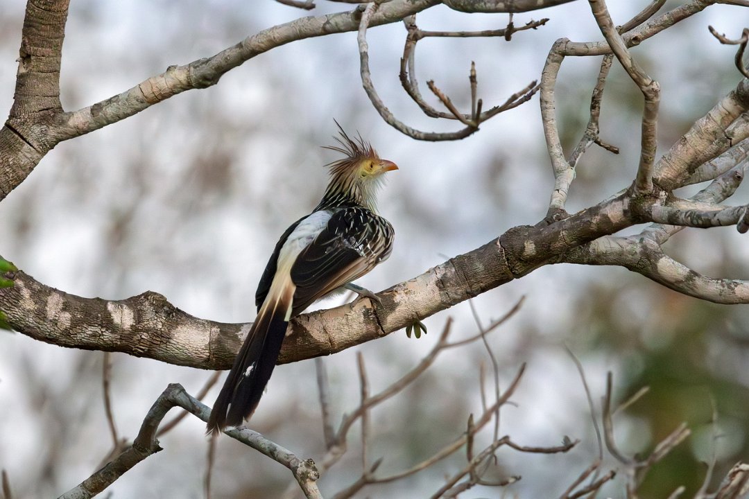 2457 Pantanal Guirakoekoek.jpg