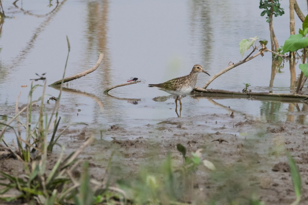 2587 Pantanal Magelhaensnip.jpg