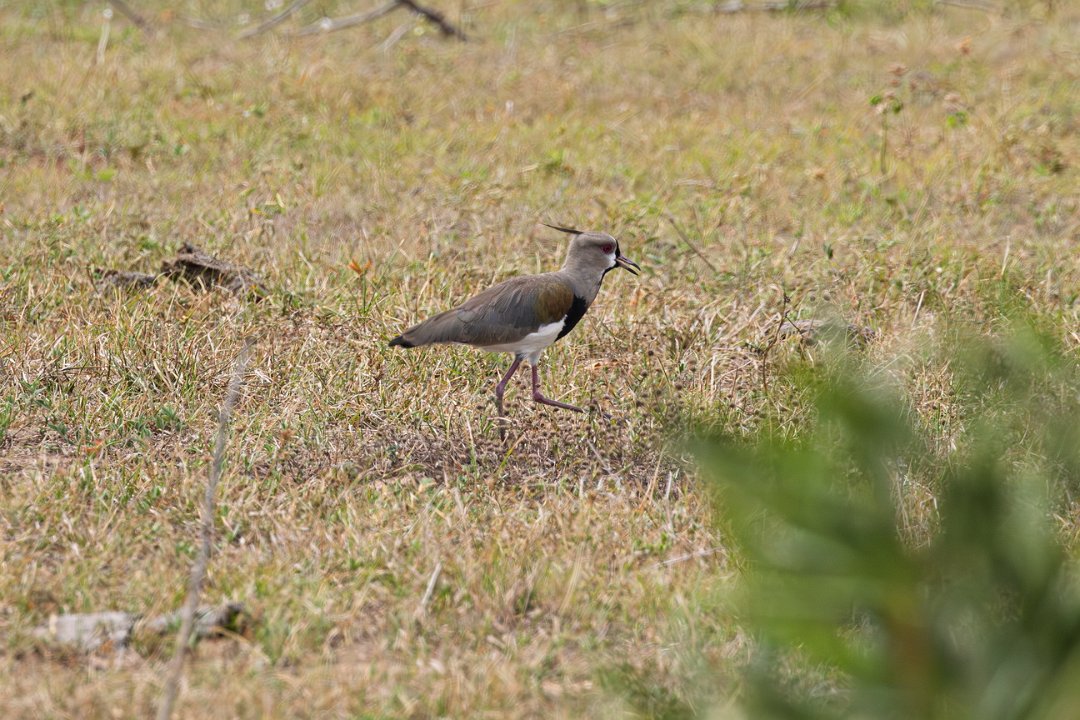 2595 Pantanal Chileense Kievit.jpg