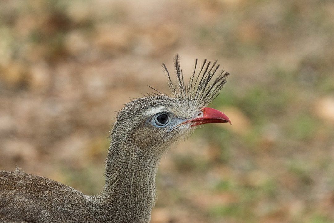2599 Pantanal Kuifseriema.jpg