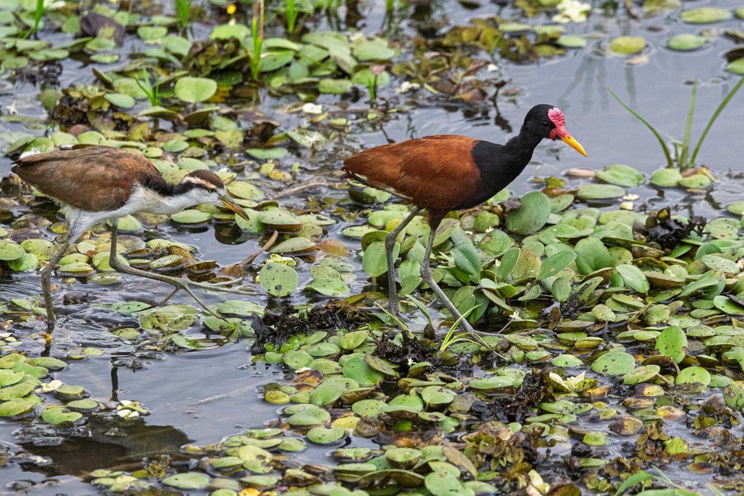 2651 Pantanal Leljacana.jpg