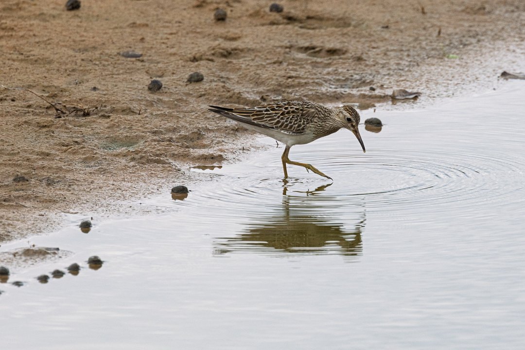 2743 Pantanal Strandloper.jpg
