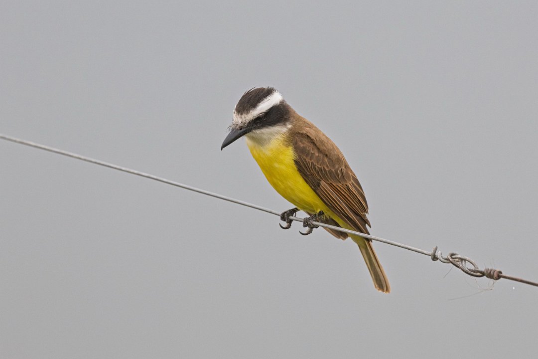 2744 Pantanal Grote Kiskadee.jpg