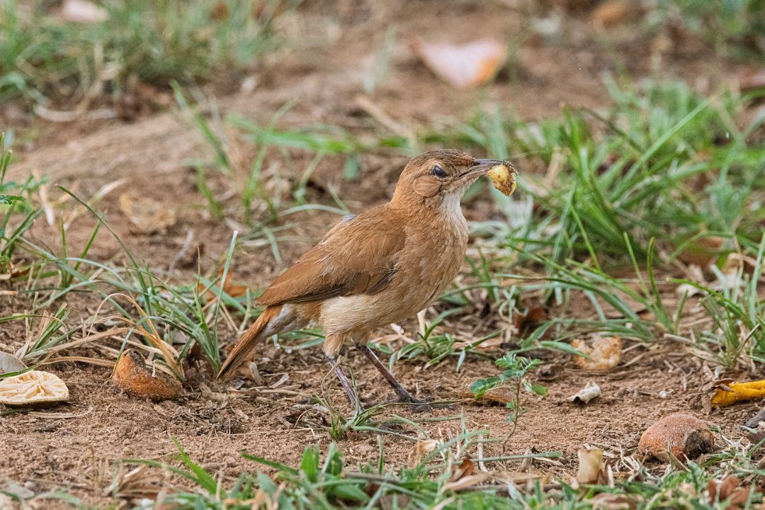 2746 Pantanal Grote Stekelkruin.jpg