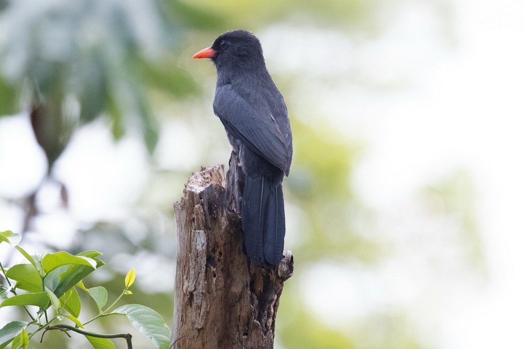 2806 Pantanal Zwartvoorhoofdtrappist.jpg