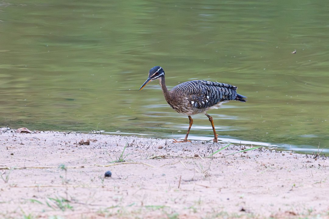 2828 Pantanal Zonneral.jpg