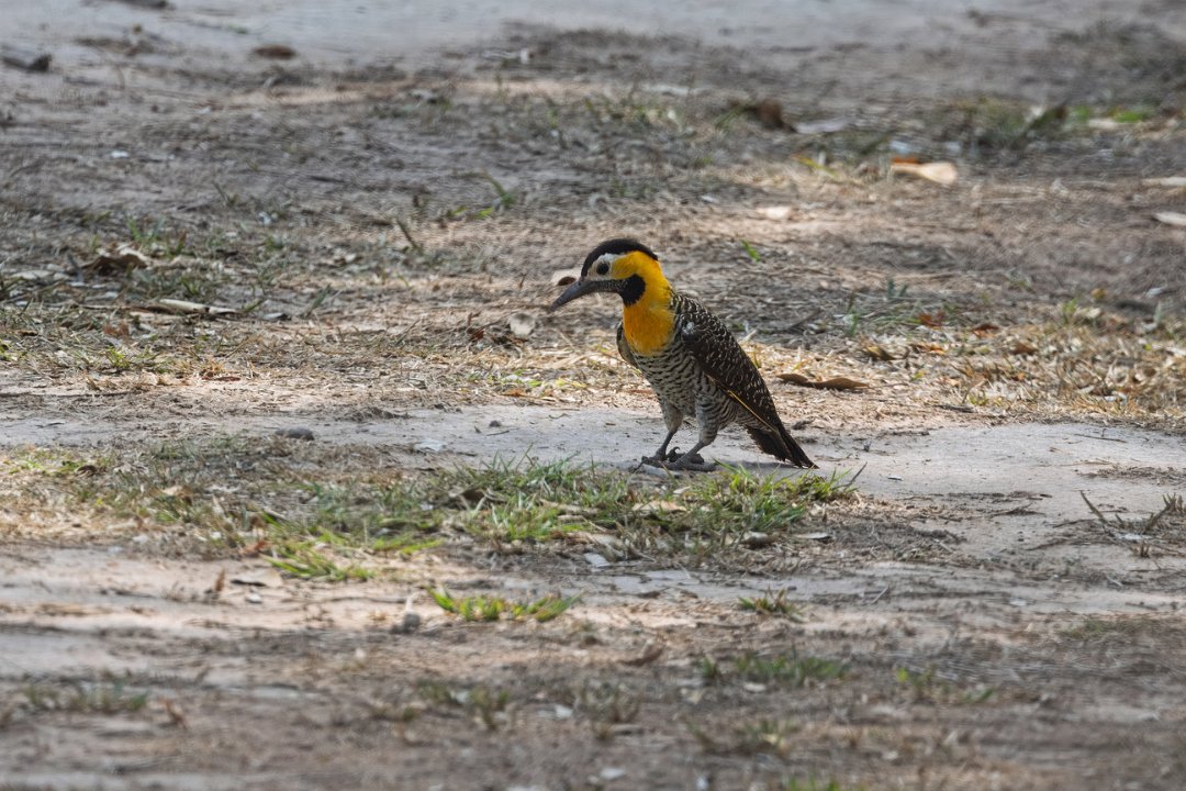 2937 Pantanal Campo-grondspecht.jpg