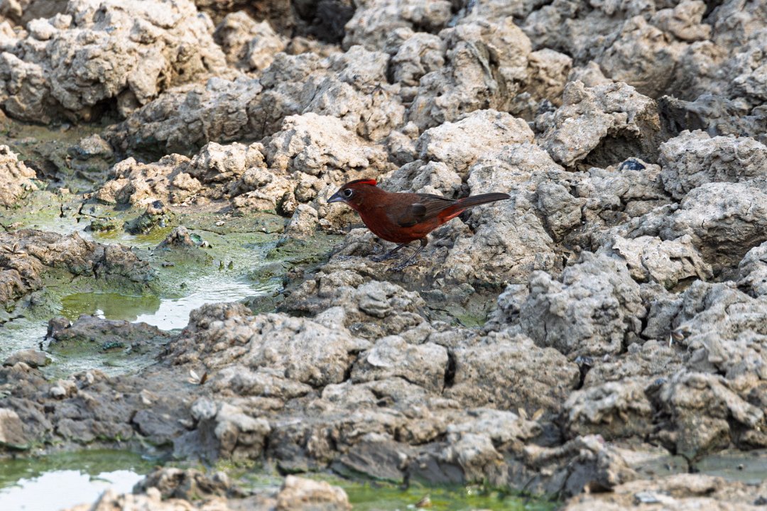 2979 Pouso Alegre Rode Kroongors.jpg