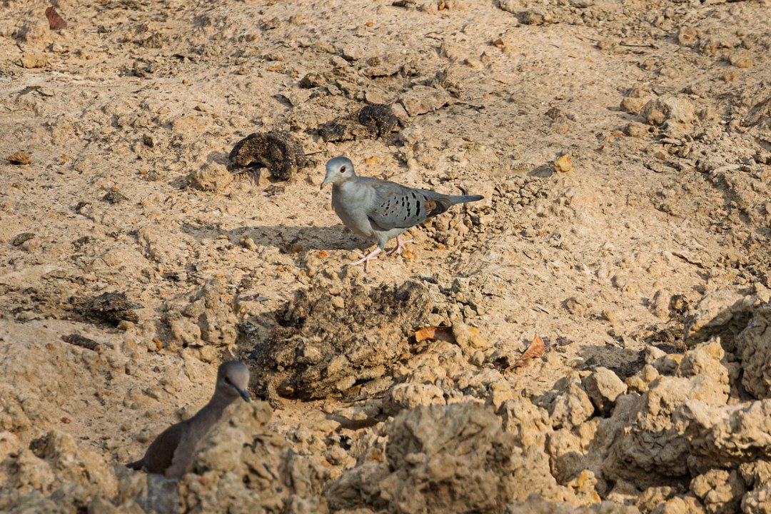 3022 Pouso Alegre Blauwe Grondduif.jpg