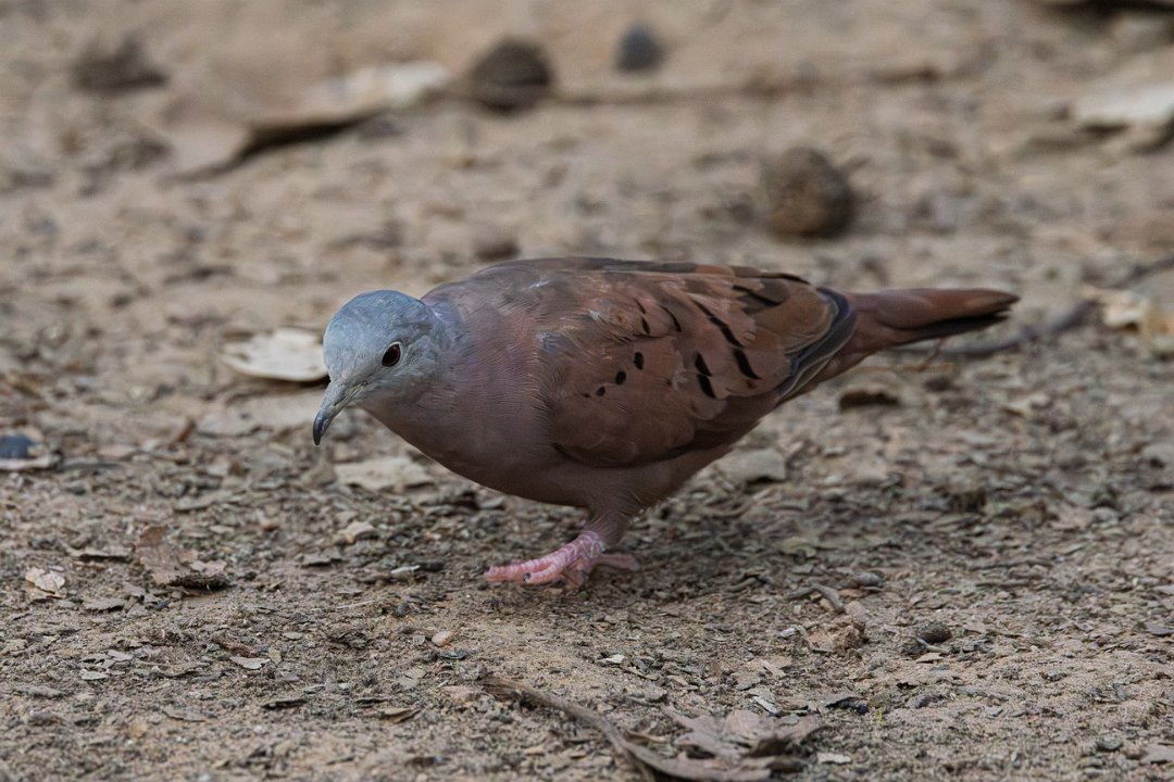 3083 Pouso Alegre Steenduif.jpg