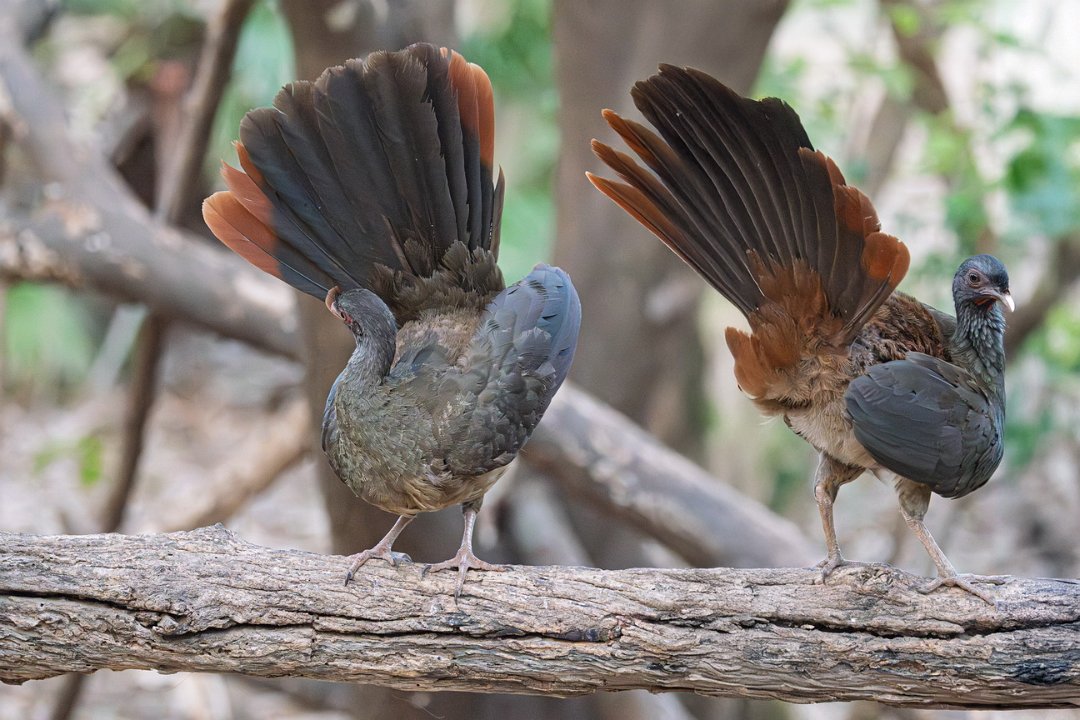 3085 Pouso Alegre Chaco-chachalaca.jpg