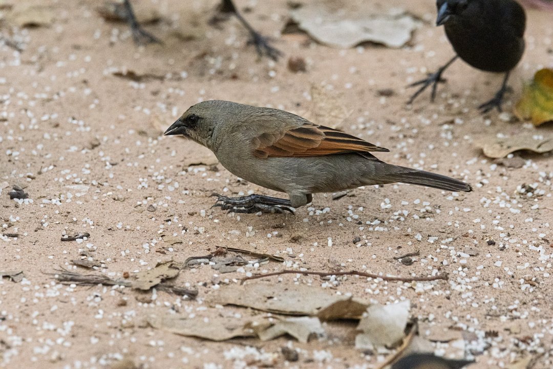 3098 Pouso Alegre Bruine Koevogel.jpg