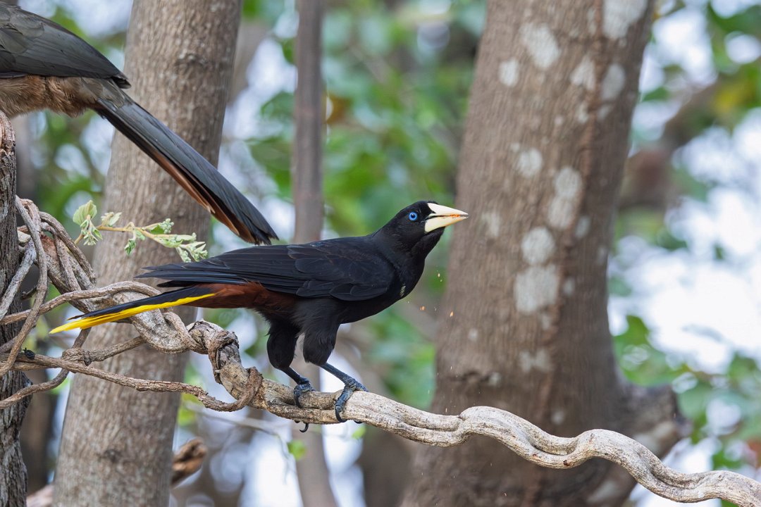 3110 Pouso Alegre Kuiforopendola.jpg