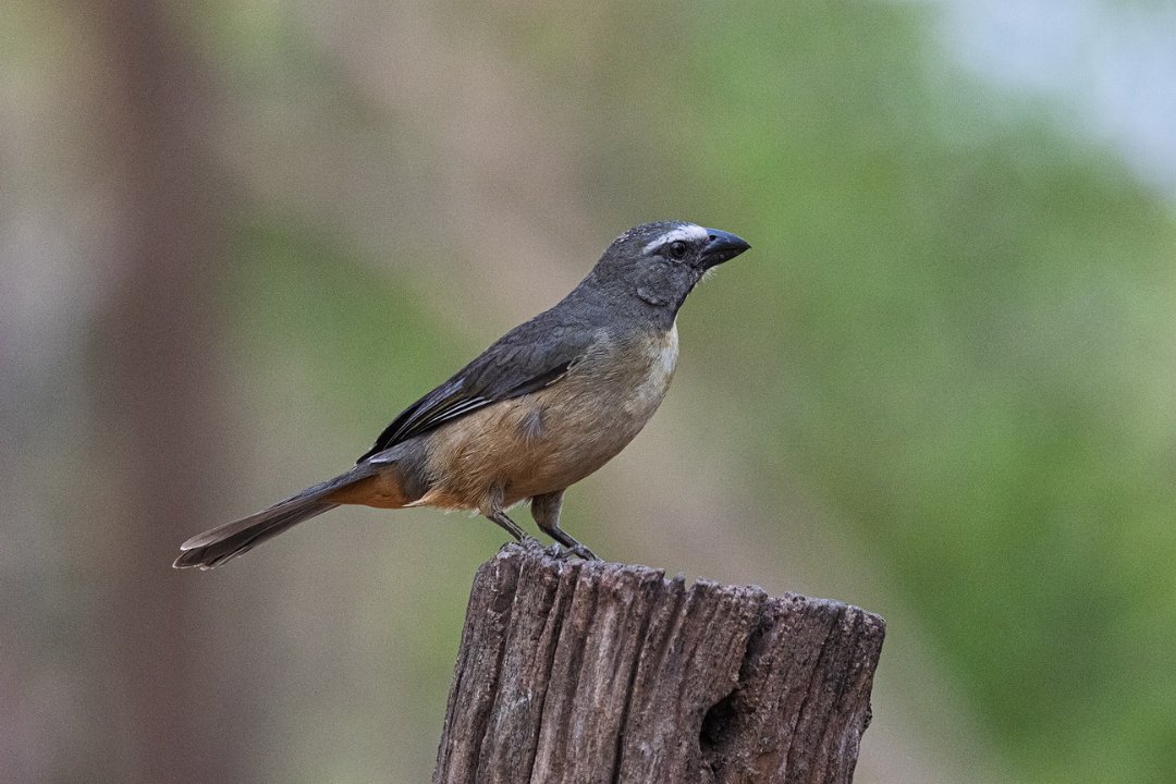 3113 Pouso Alegre Grijze Saltator.jpg