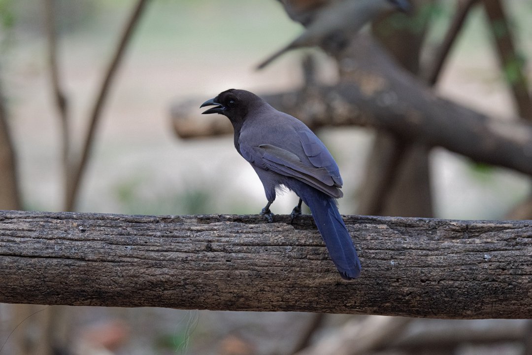 3117 Pouso Alegre Glanskoevogel.jpg