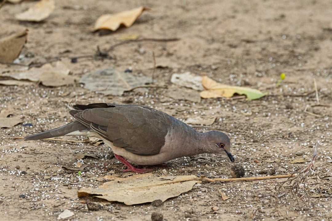 3139 Pouso Alegre Picazuroduif.jpg