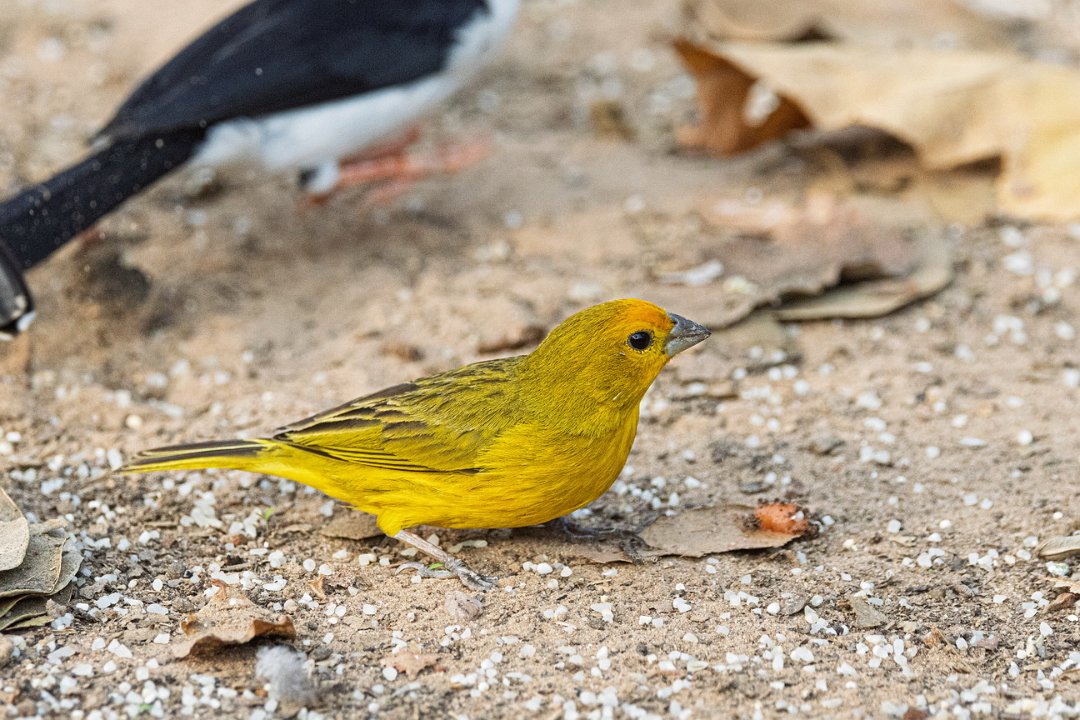 3164 Pouso Alegre Gewone Safraangors.jpg