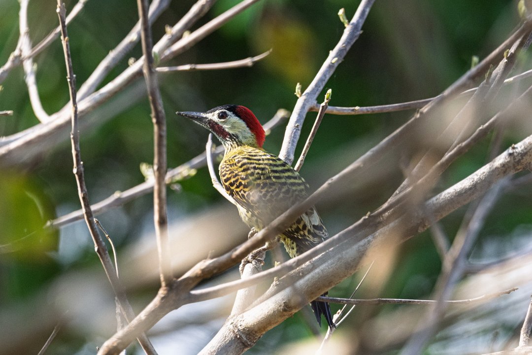 3167 Pouso Alegre Groenbandgrondspecht.jpg