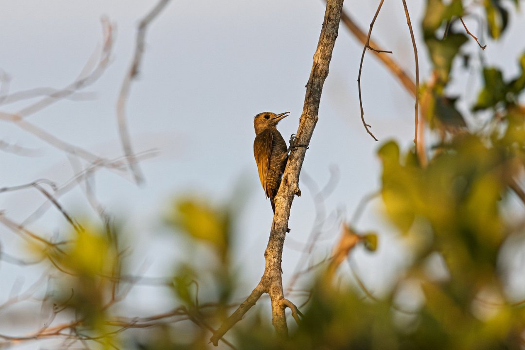 3293 Jaguar Lodge Musspecht.jpg