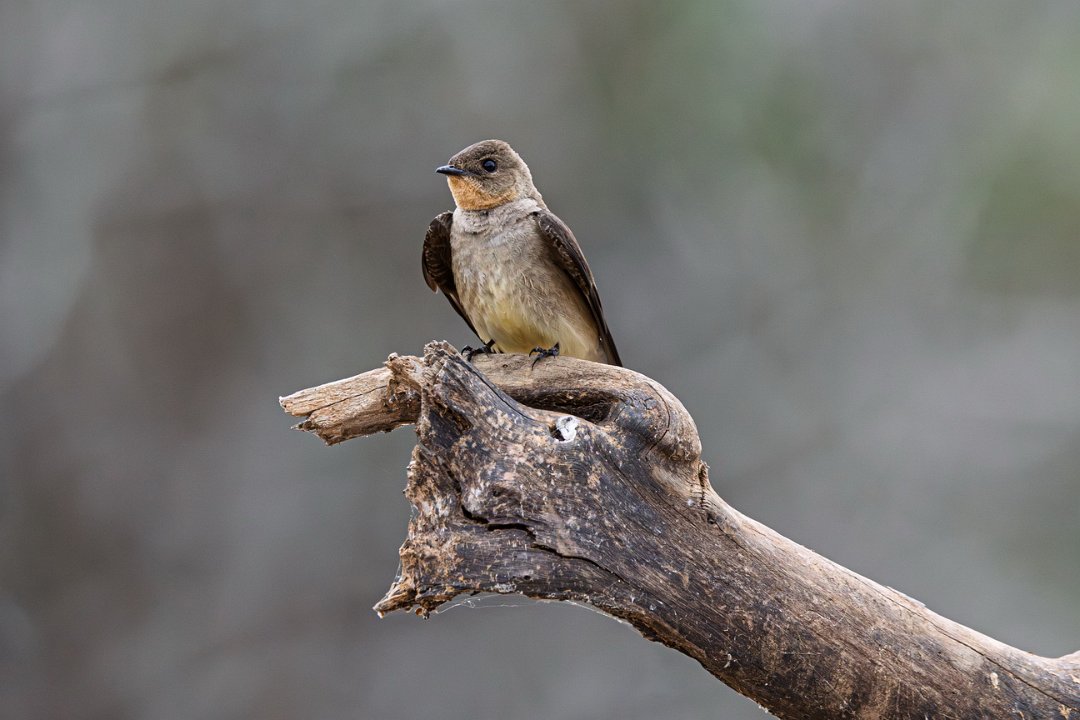 3371 Jaguar Lodge Zuidamerikaanse Ruwvleugelzwaluw.jpg