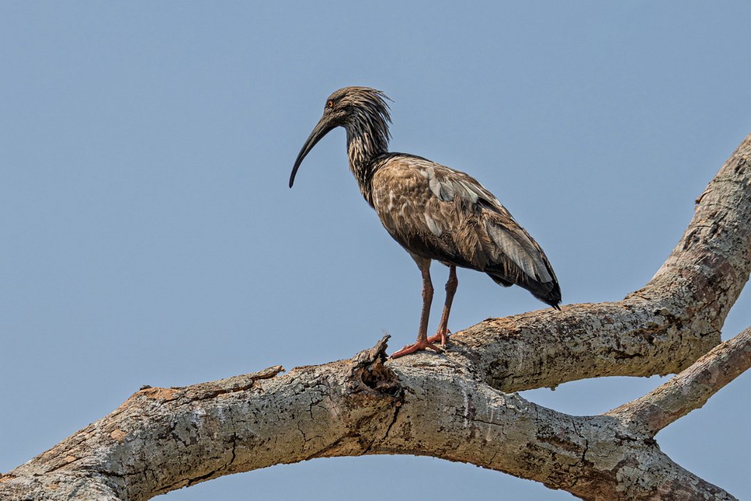 3495  Grijze Ibis.jpg