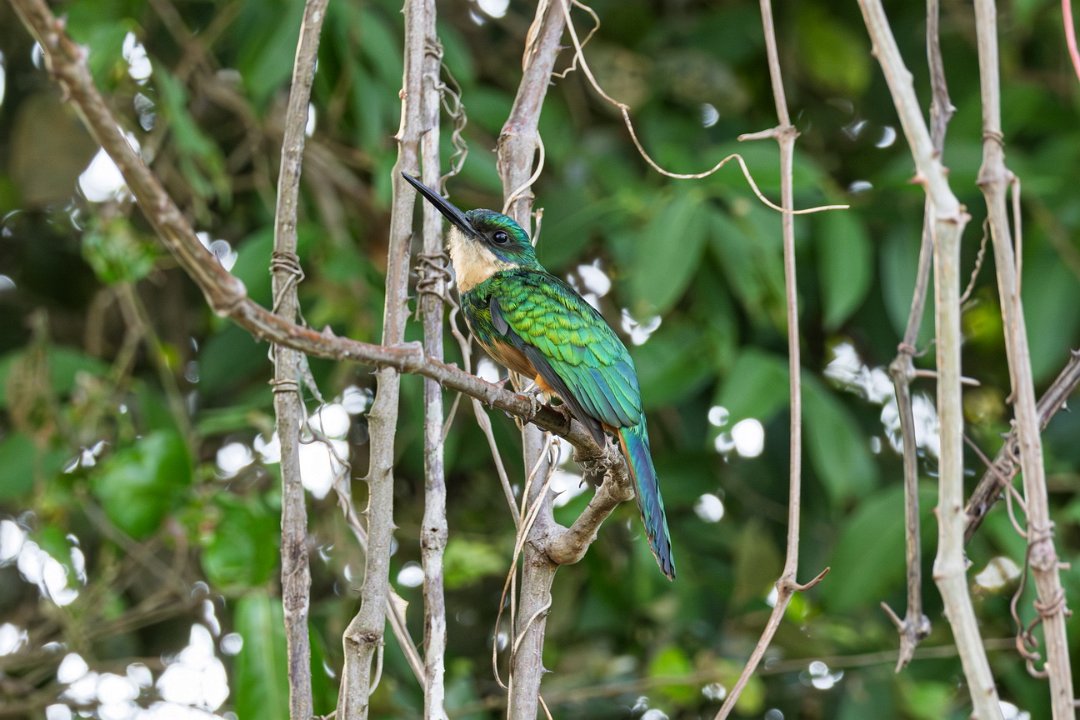 3632  Roodstaartglansvogel.jpg