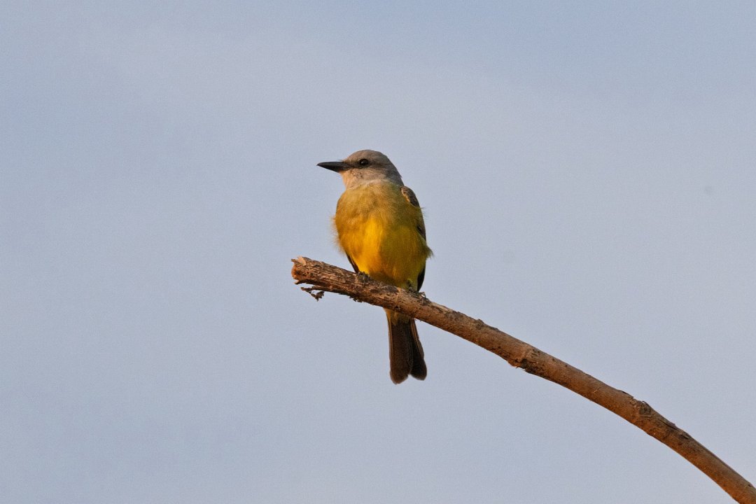 3854  Geelbuikschoffelsnavel.jpg