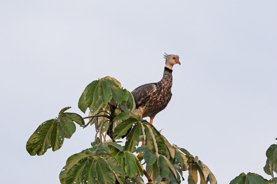 3855 Onderweg Kuifhoenderkoet.jpg