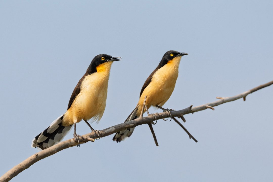 3886 Onderweg Zwartkapdonacobius.jpg