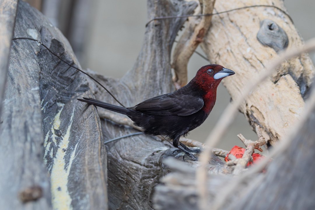 3902 Onderweg Fluweeltangare.jpg