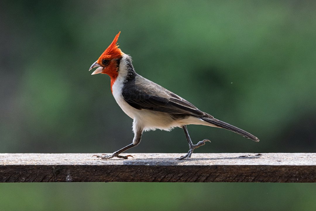 3906 Onderweg Roodkuifkardinaal.jpg