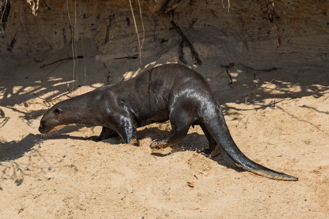 1971 Paraquay rivier Reuzenotter.jpg