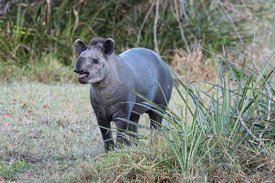 2444 Pantanal Tapir.jpg