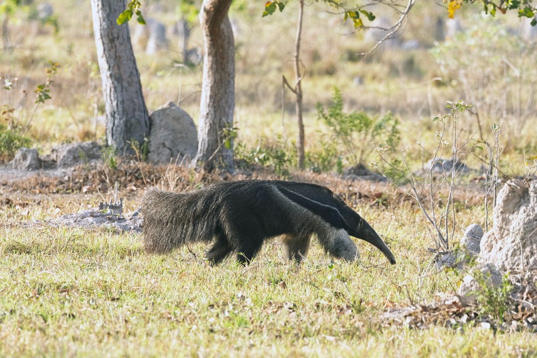 2556 Pantanal Reuzenmiereneter.jpg
