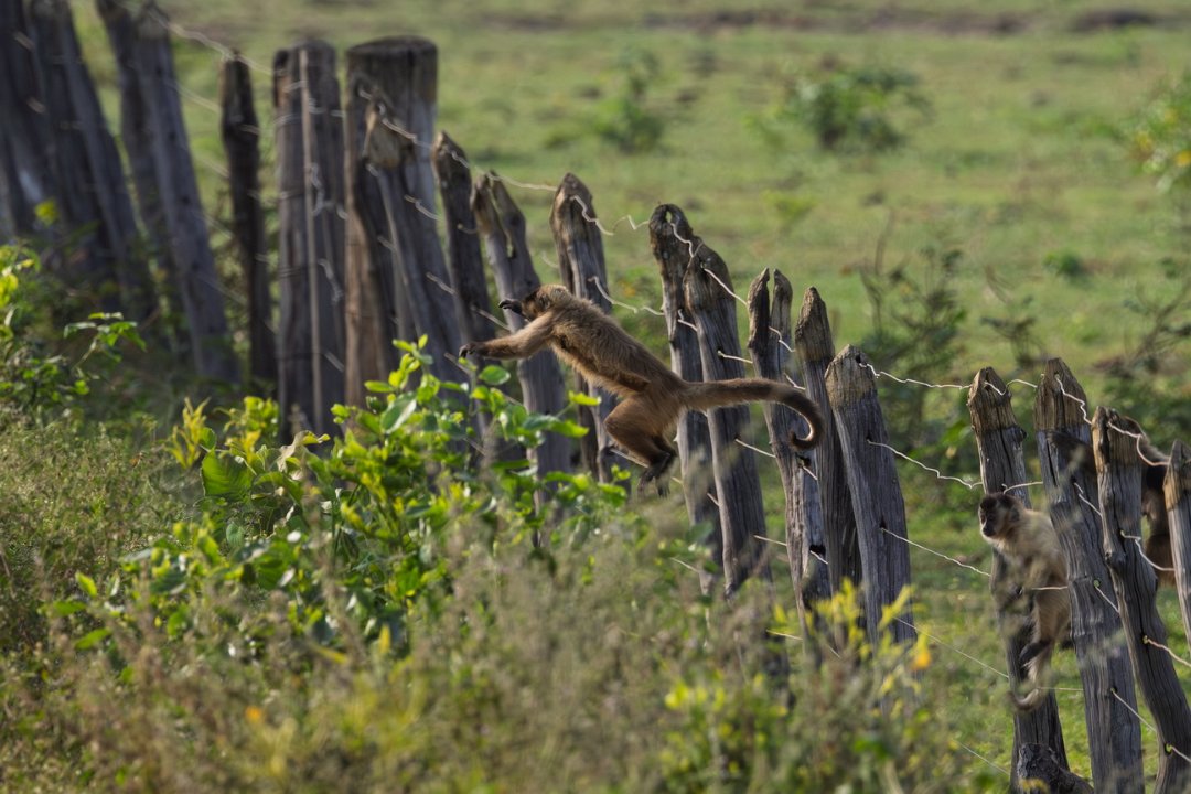 2572 Pantanal Kapucijnaap.jpg