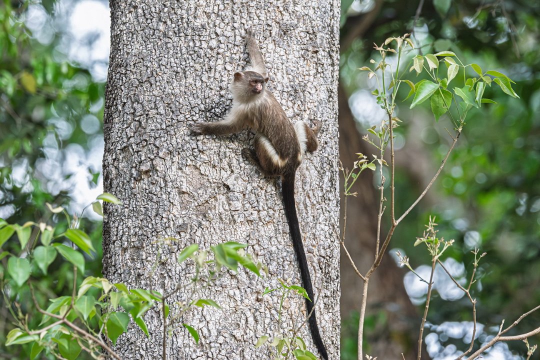 2780 Pantanal Marmoset.jpg