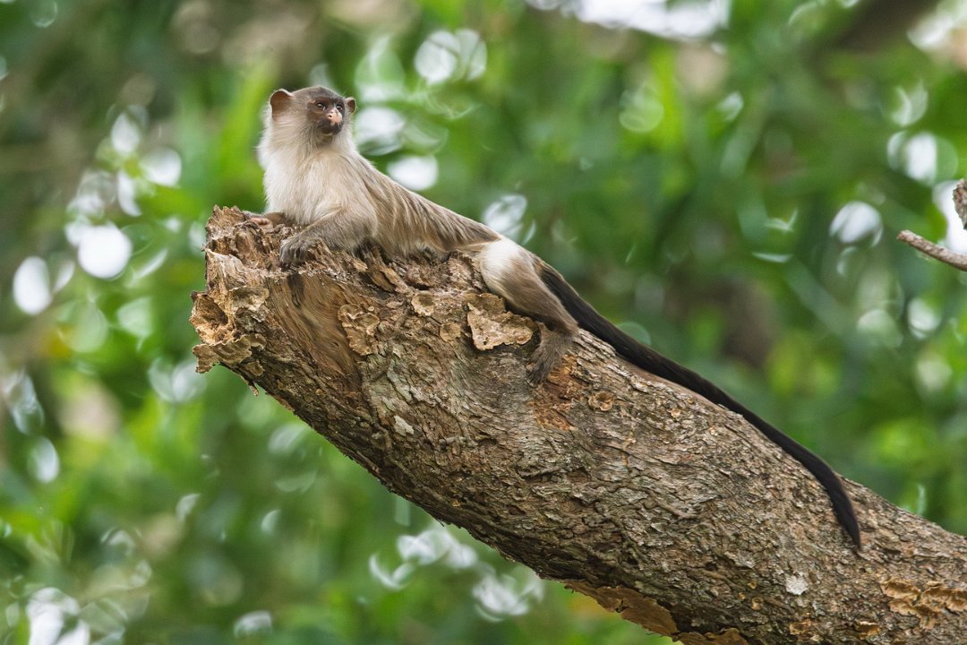 2784 Pantanal Marmoset.jpg