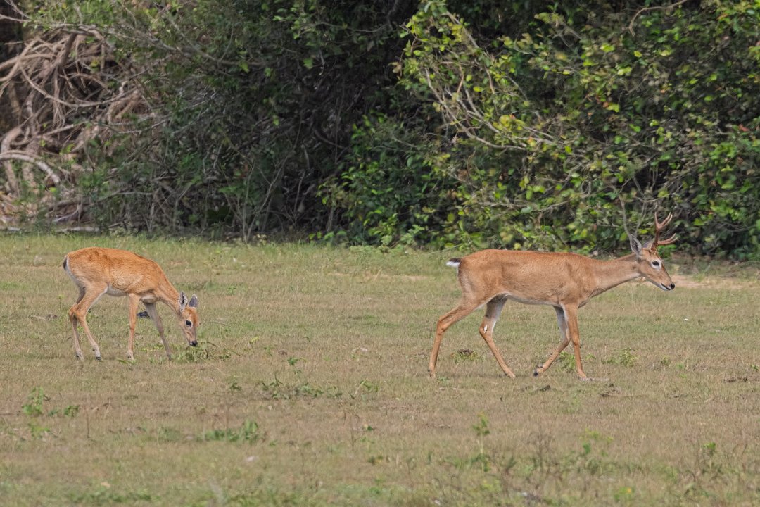 2916 Pantanal Pampashert.jpg