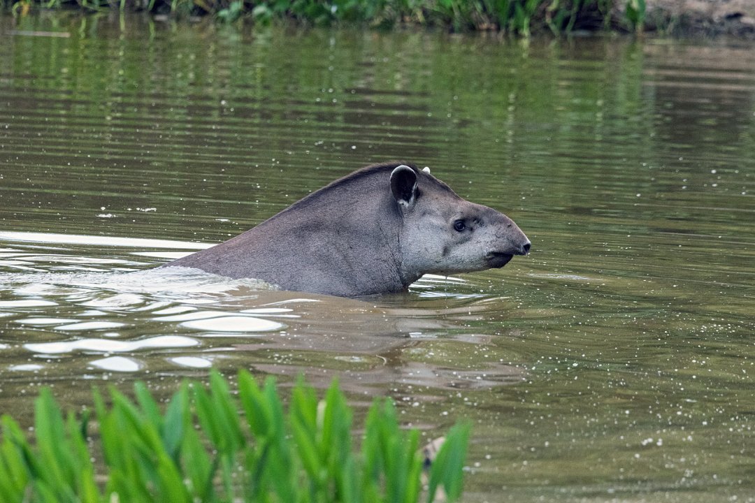 3035 Pouso Alegre Tapir.jpg