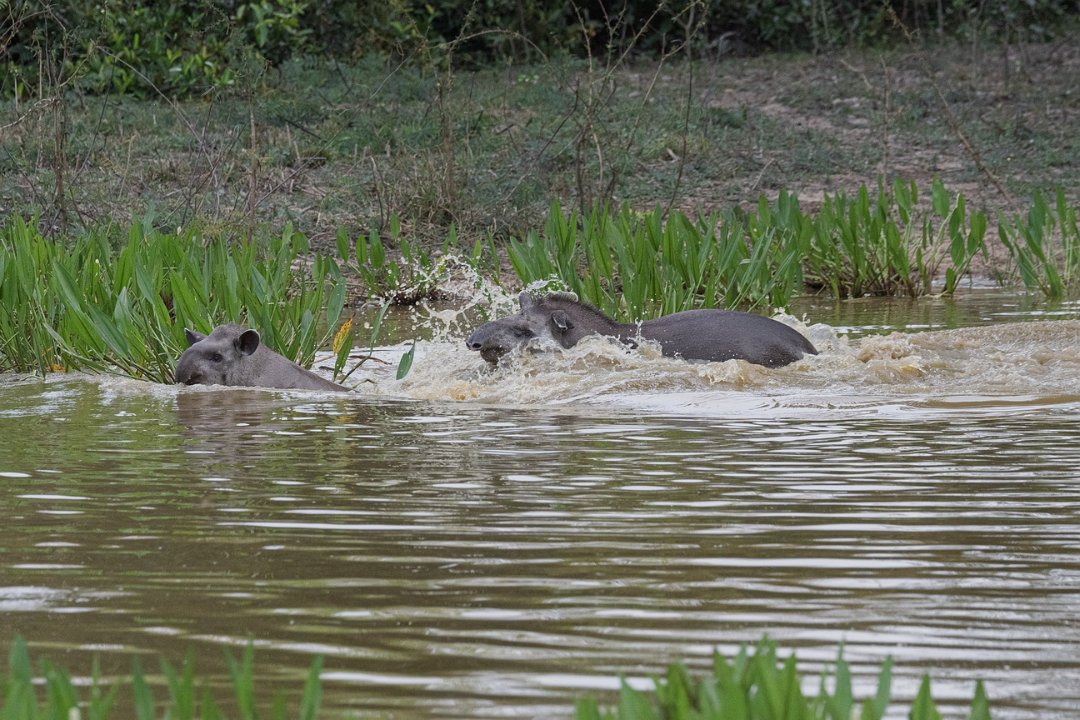 3042 Pouso Alegre Tapir.jpg